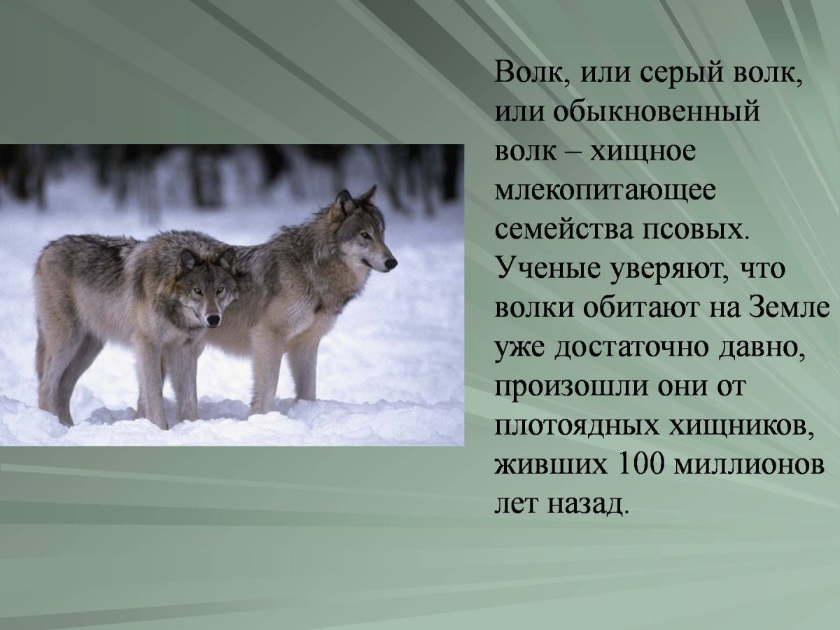 И любая другая информация которая. Информация о волке. Сообщение о волке. Рассказ про волка. Небольшой доклад про волка.