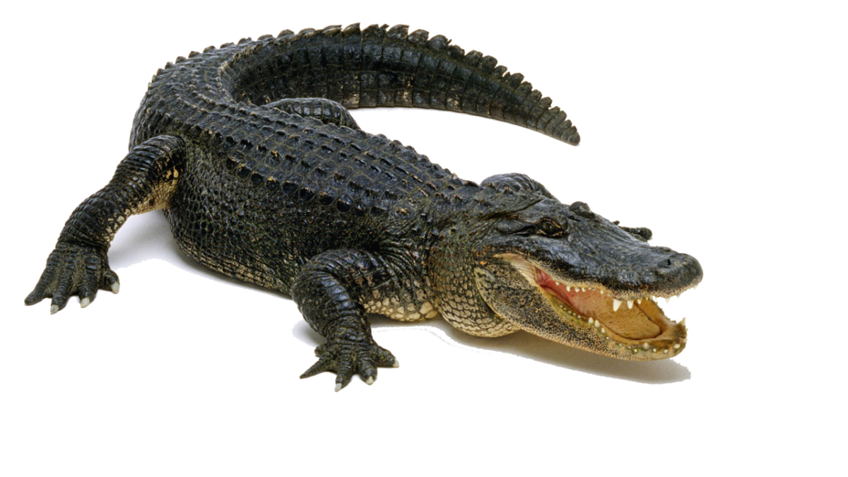 Крокодил фон