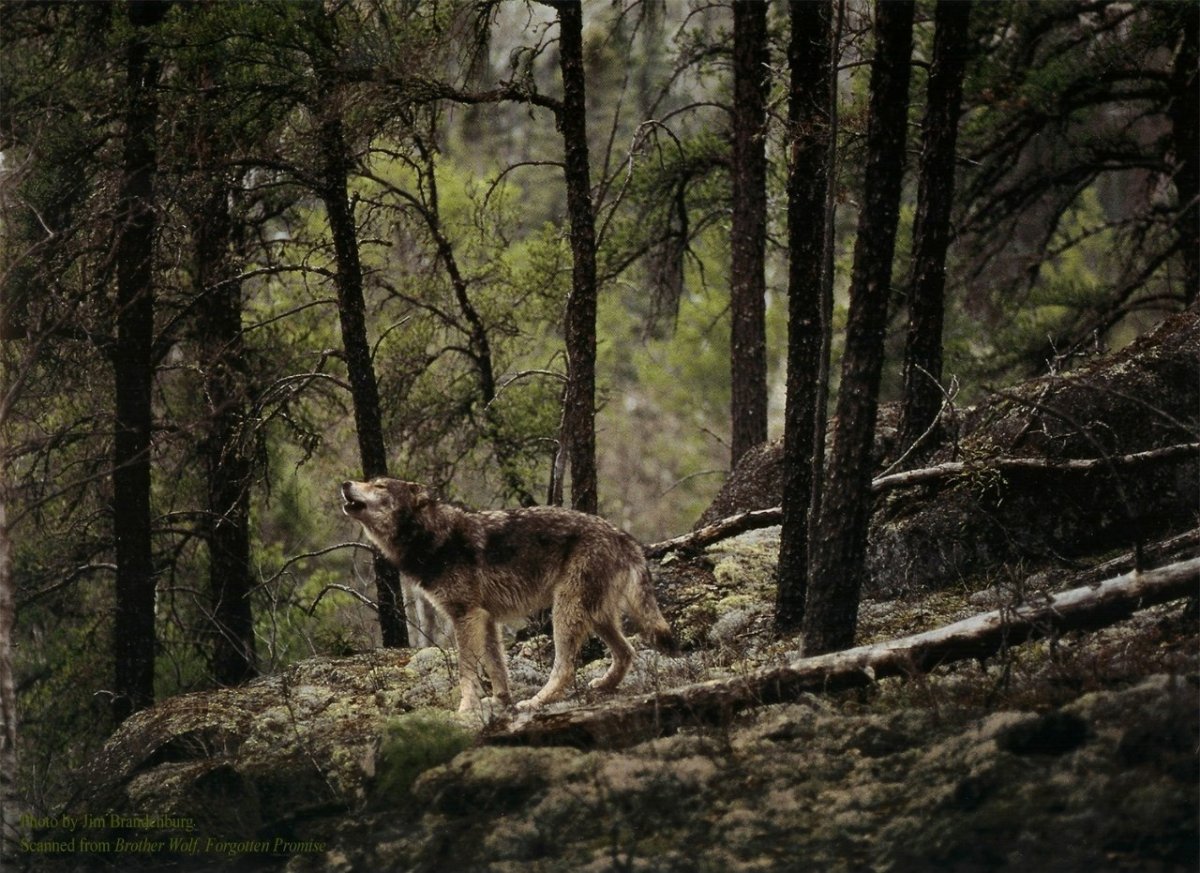 Волк в густом лесу