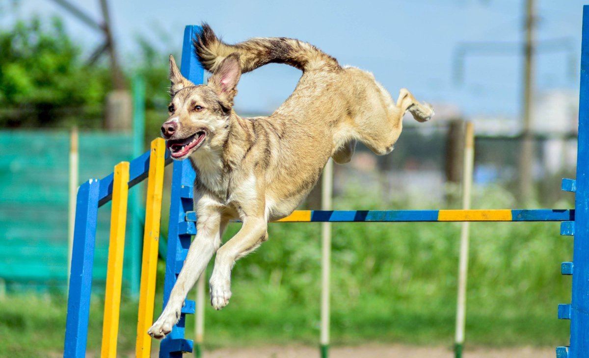 Собака в прыжке