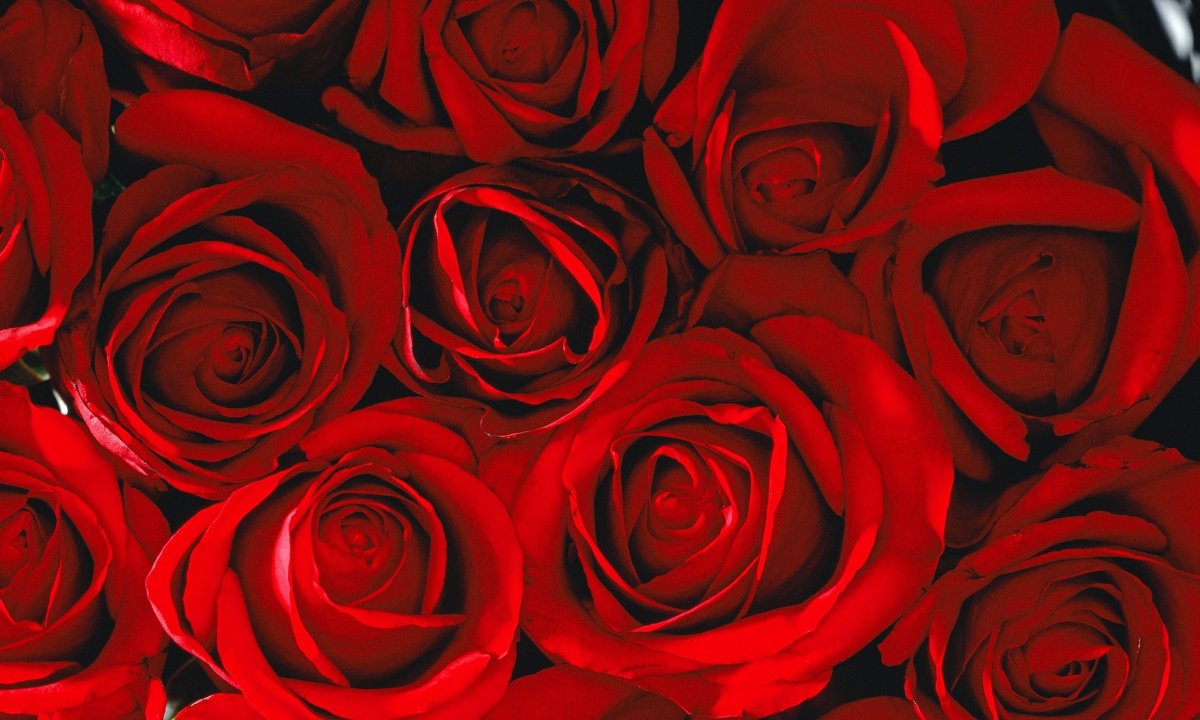 Темно красные розы