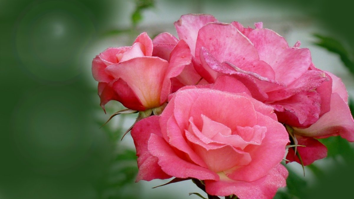 Красные розы фон