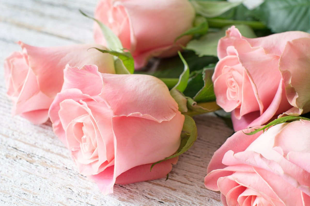 Красные розы