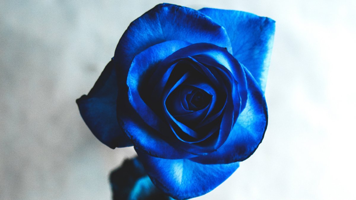 Синяя роза на черном фоне
