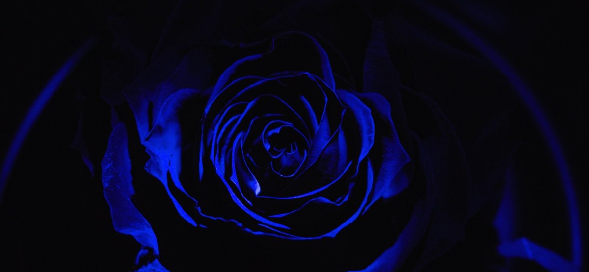 Синие цветы