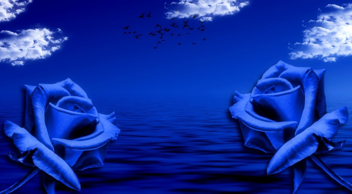 Темно синие цветы