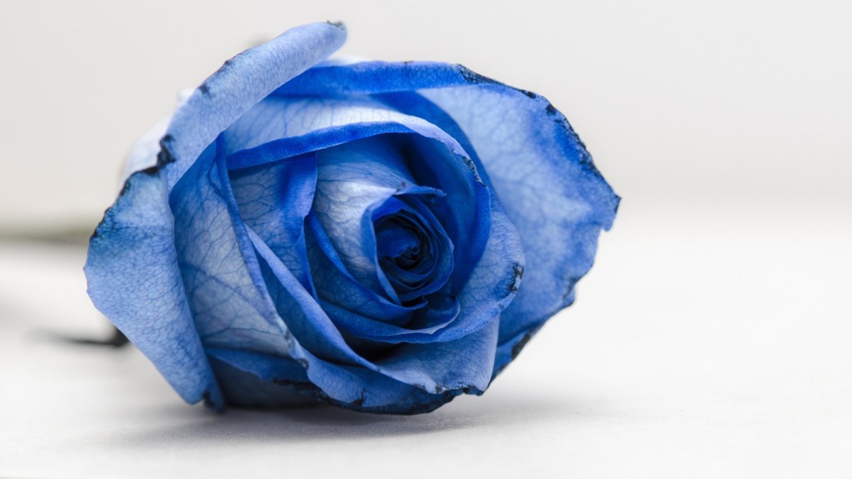 Роза ультрамарин