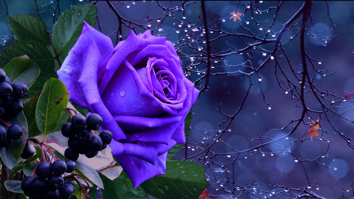 Голубая роза на темном фоне