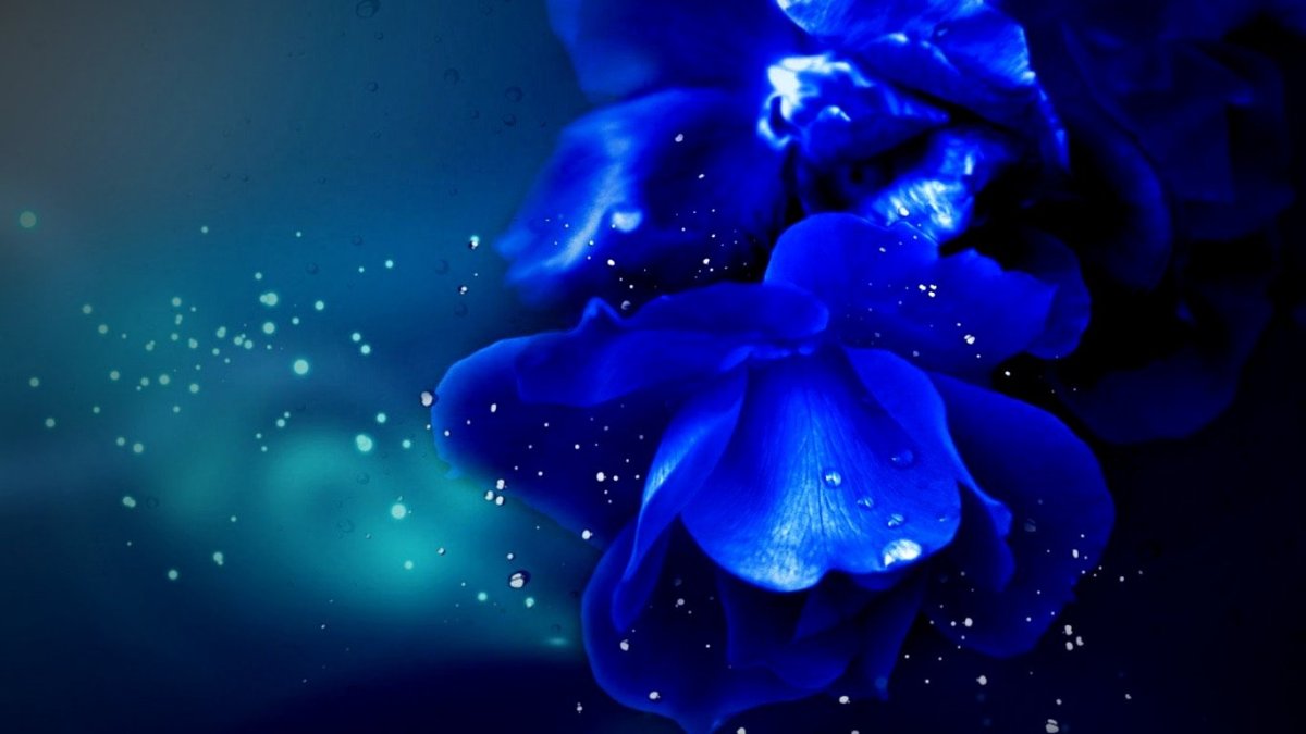 Роза ультрамарин