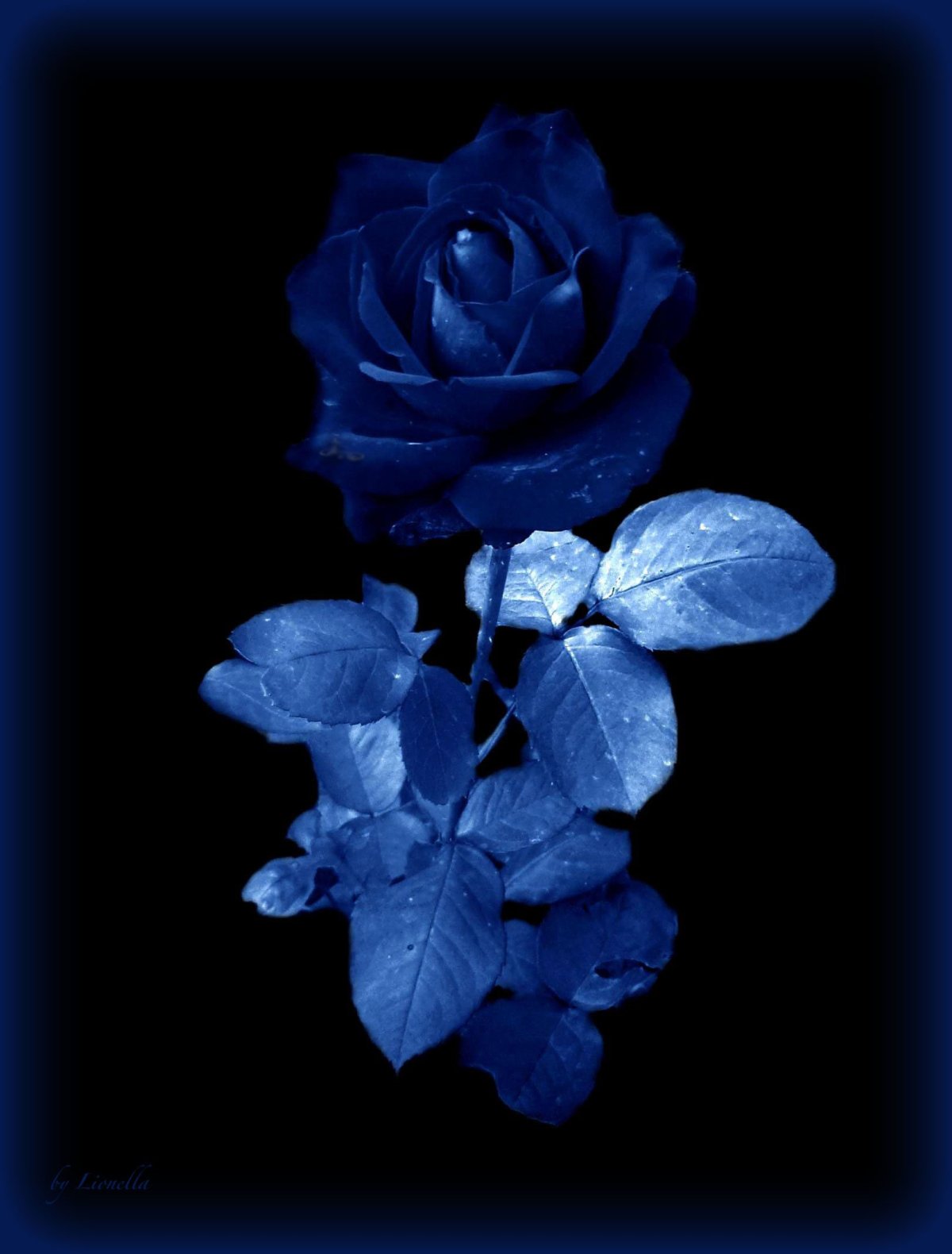 Черная роза