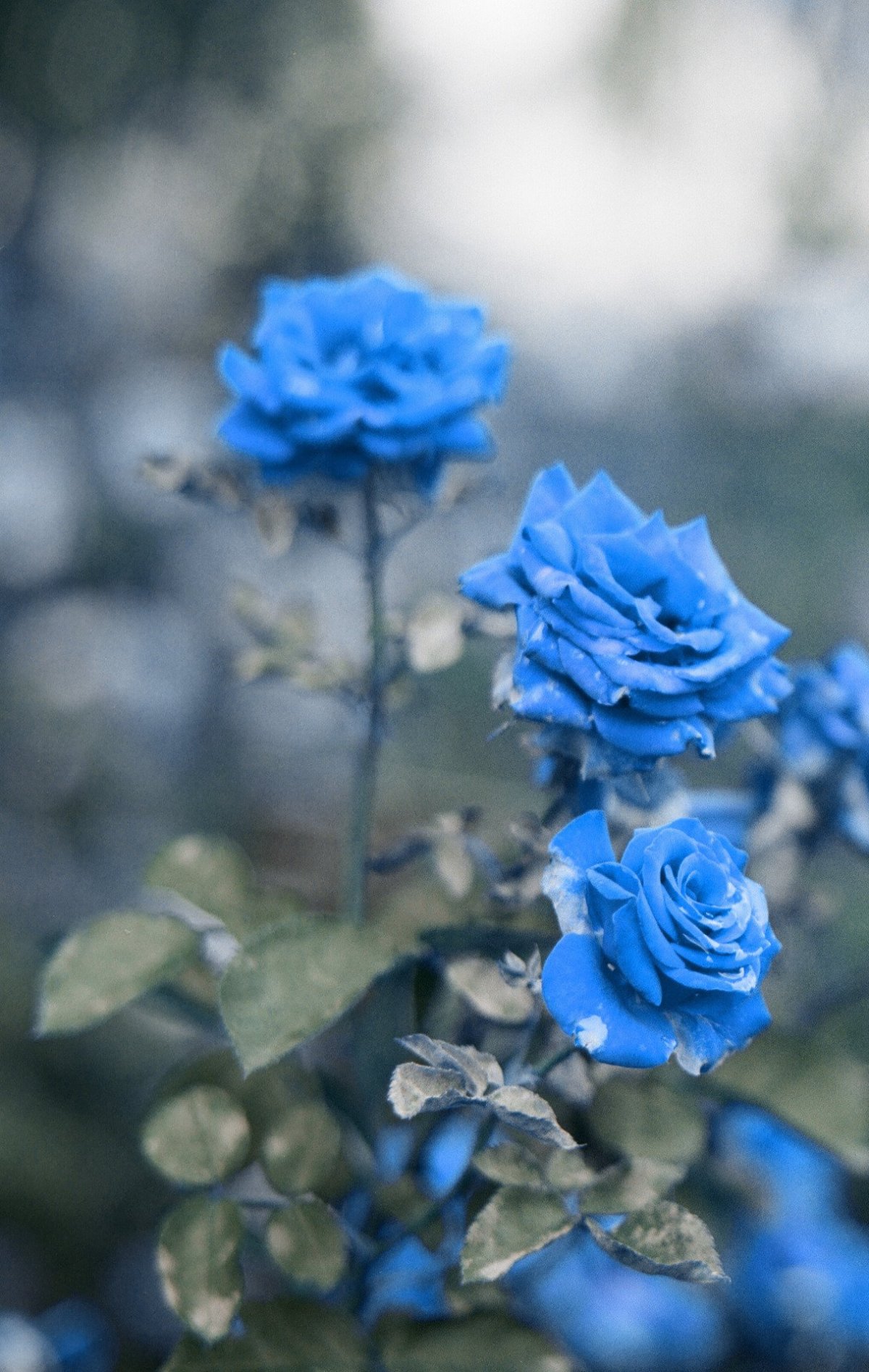 Бело голубые цветы