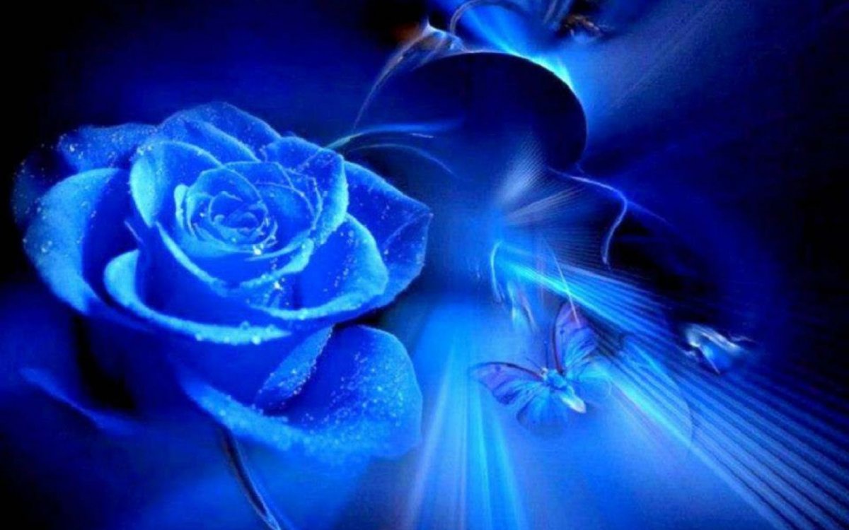 Синие и фиолетовые розы