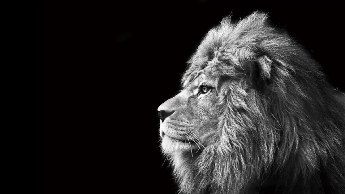 Глаза Льва злые