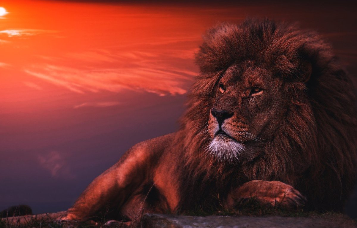 Лев и львица