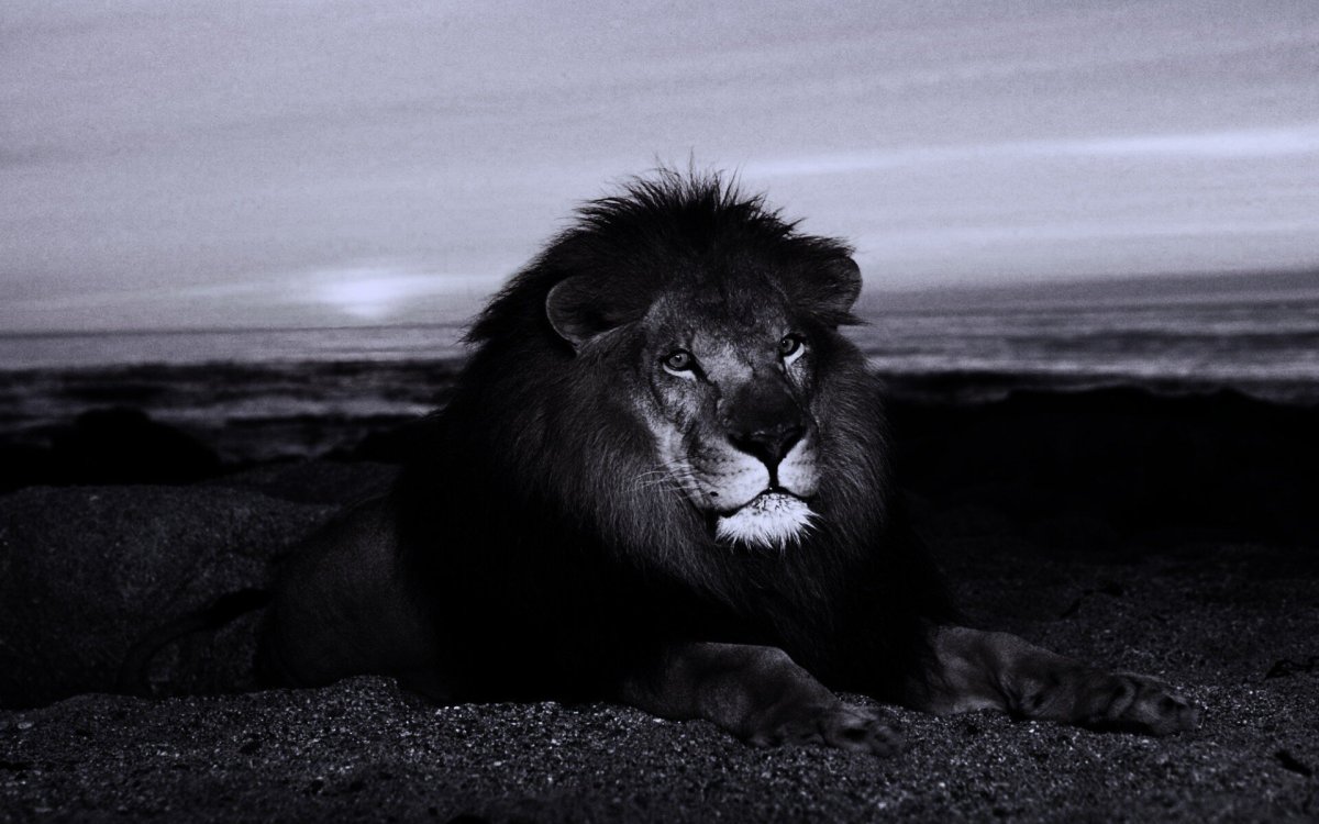 Обои на рабочий стол Лев