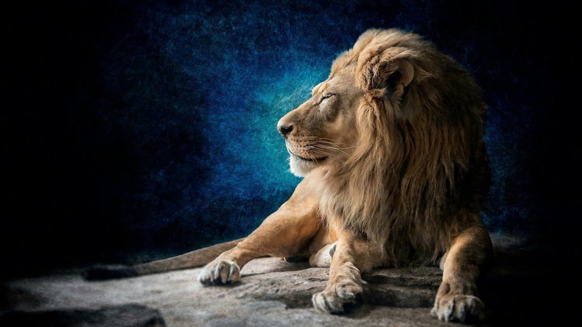 Лев на черном фоне
