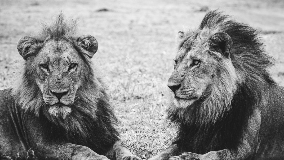 Лев на черном фоне