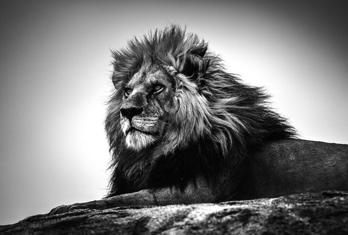 Креативный Лев