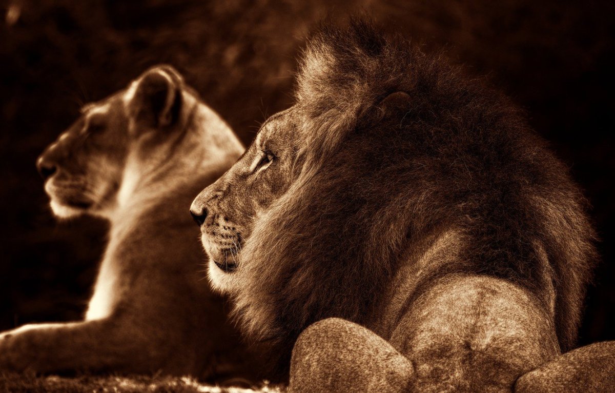 Лев фото