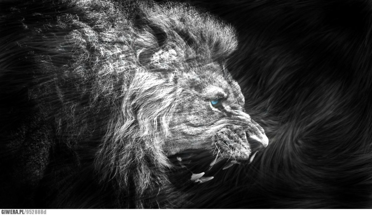 Лев на черном фоне