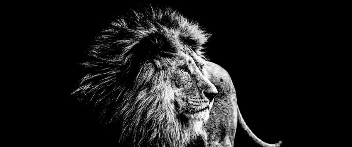 Одинокий Лев