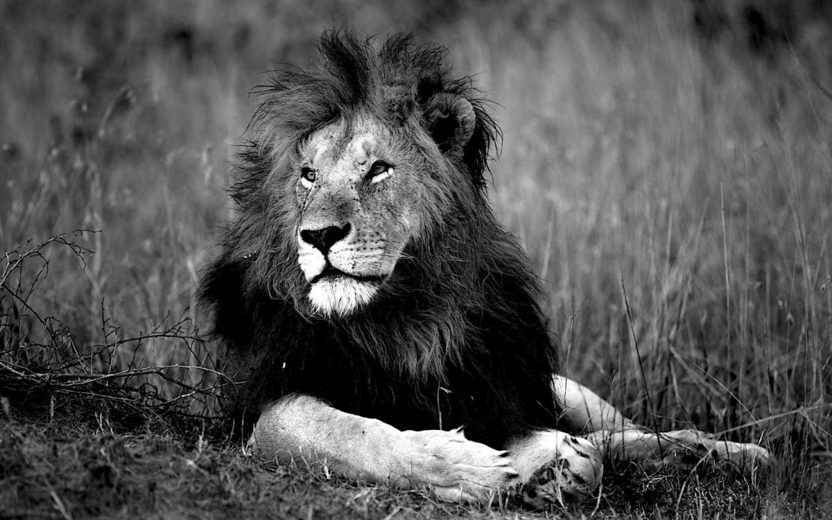 Обои на рабочий стол Лев