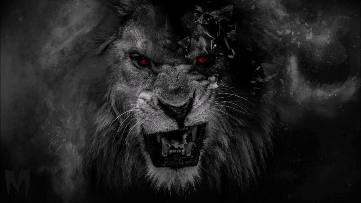 Львица на темном фоне