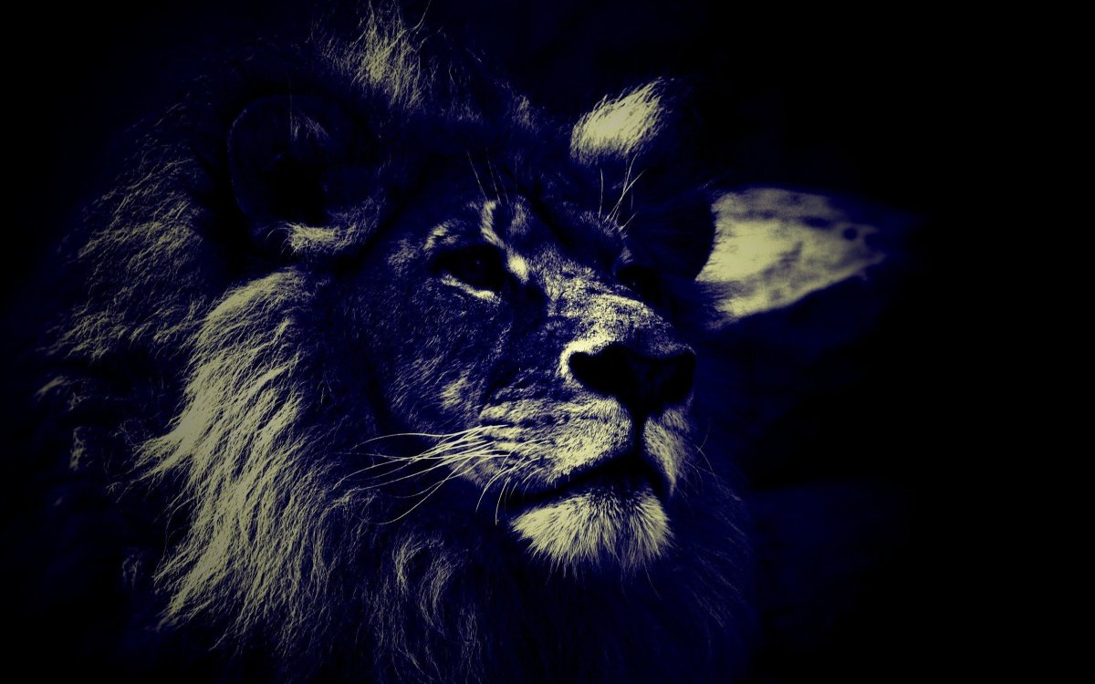 Амирхан Лев белый Лев