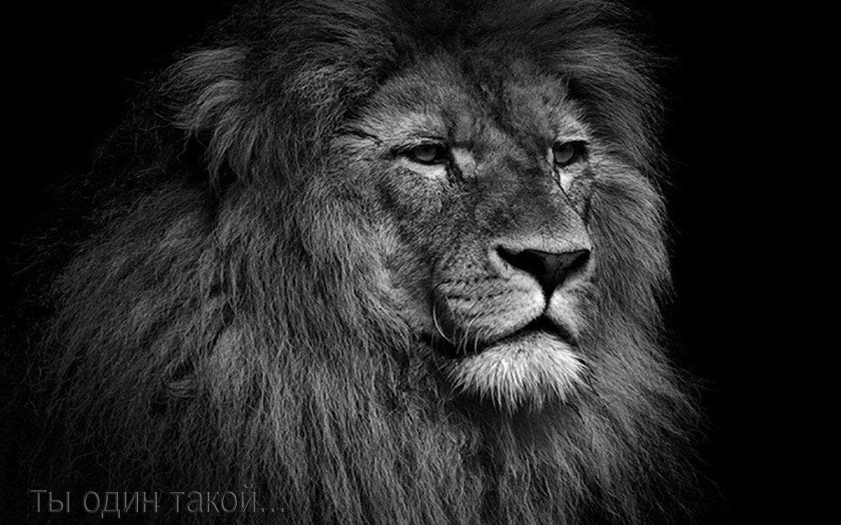 Лев на черном фоне обои