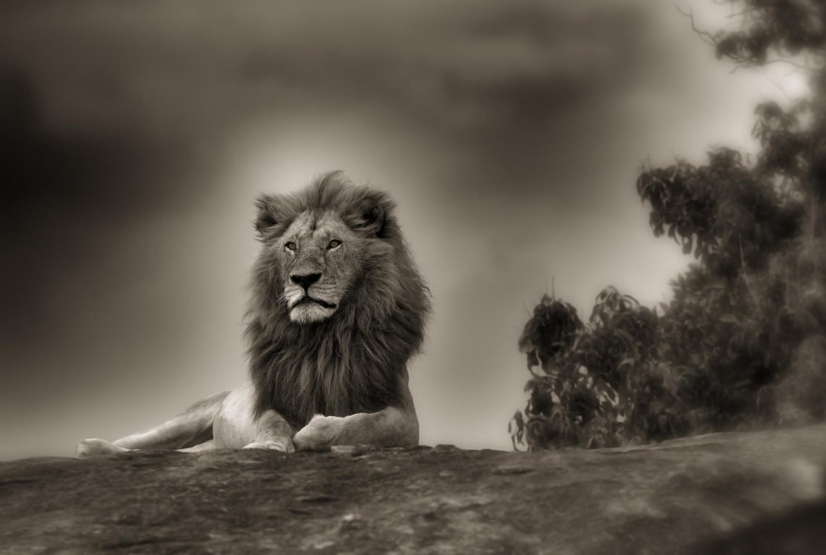 Обои на рабочий стол Лев на черном фоне