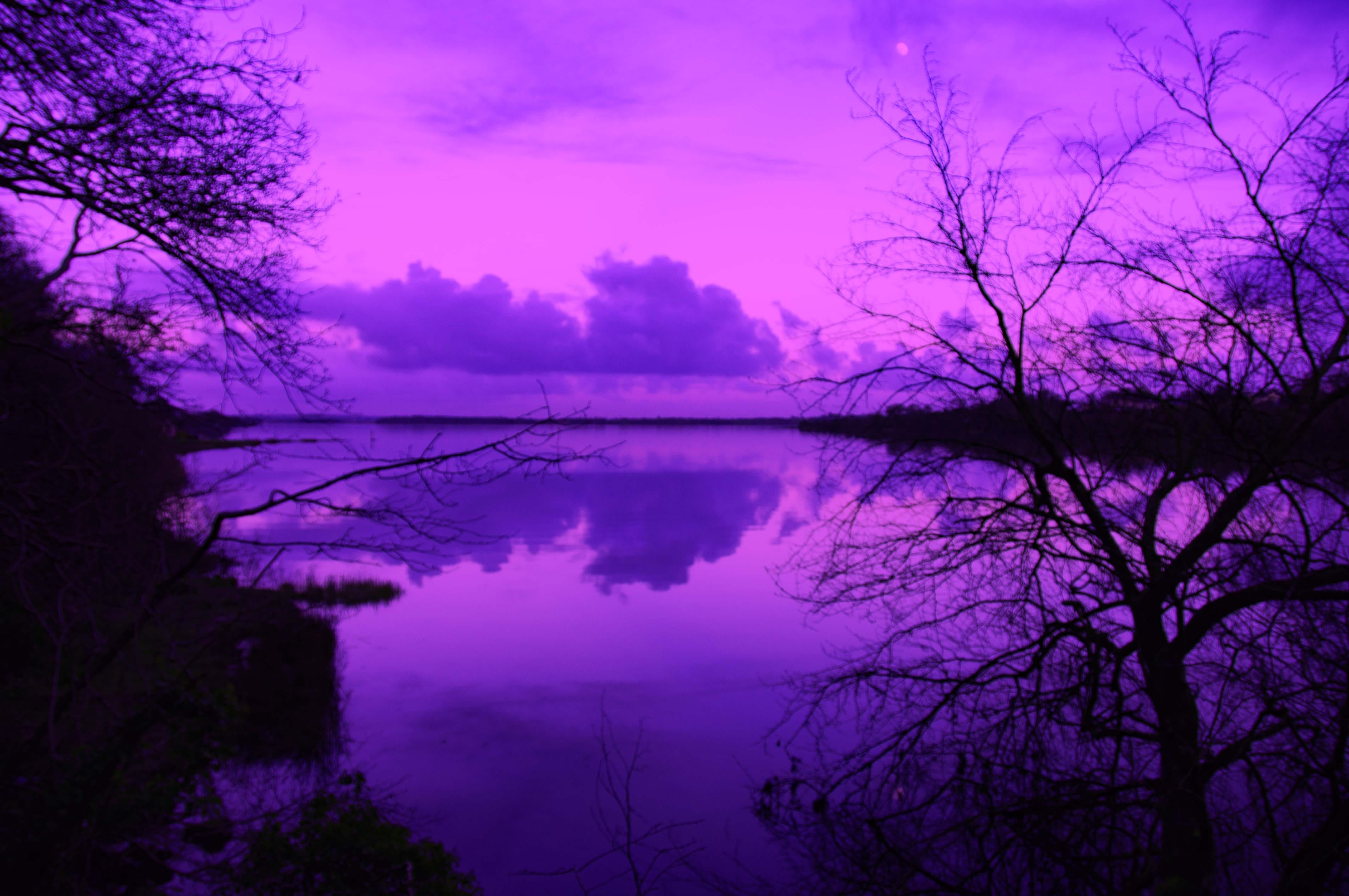 красивые картинки на телефон фиолетовый
