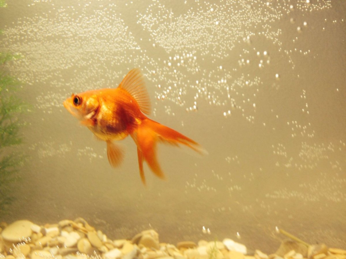 Золотая рыбка исполнение желаний