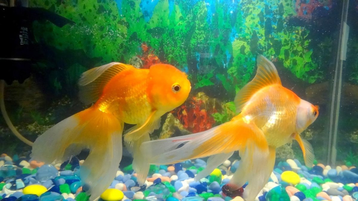 Золотая рыбка аквариумная