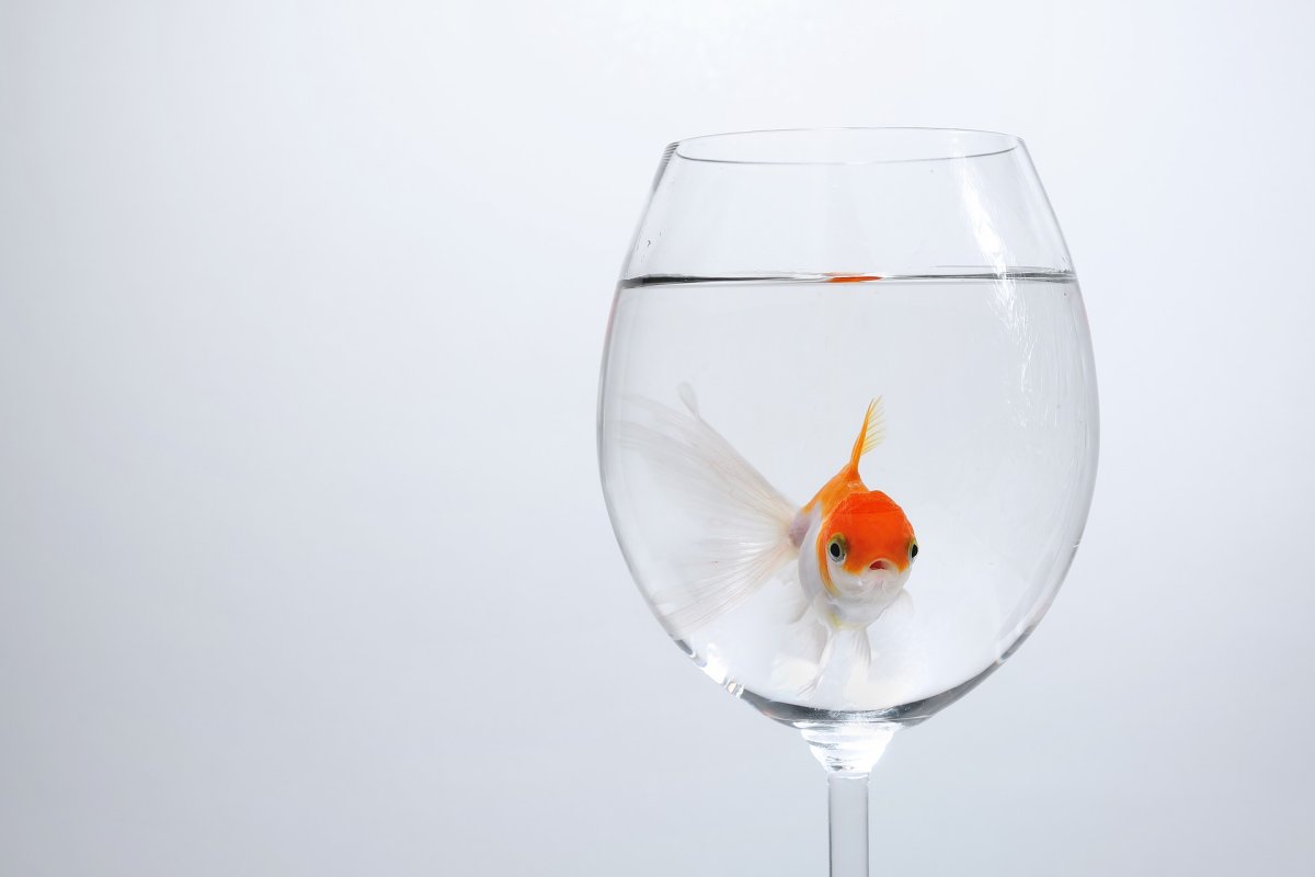 Золотая рыбка в стакане с водой