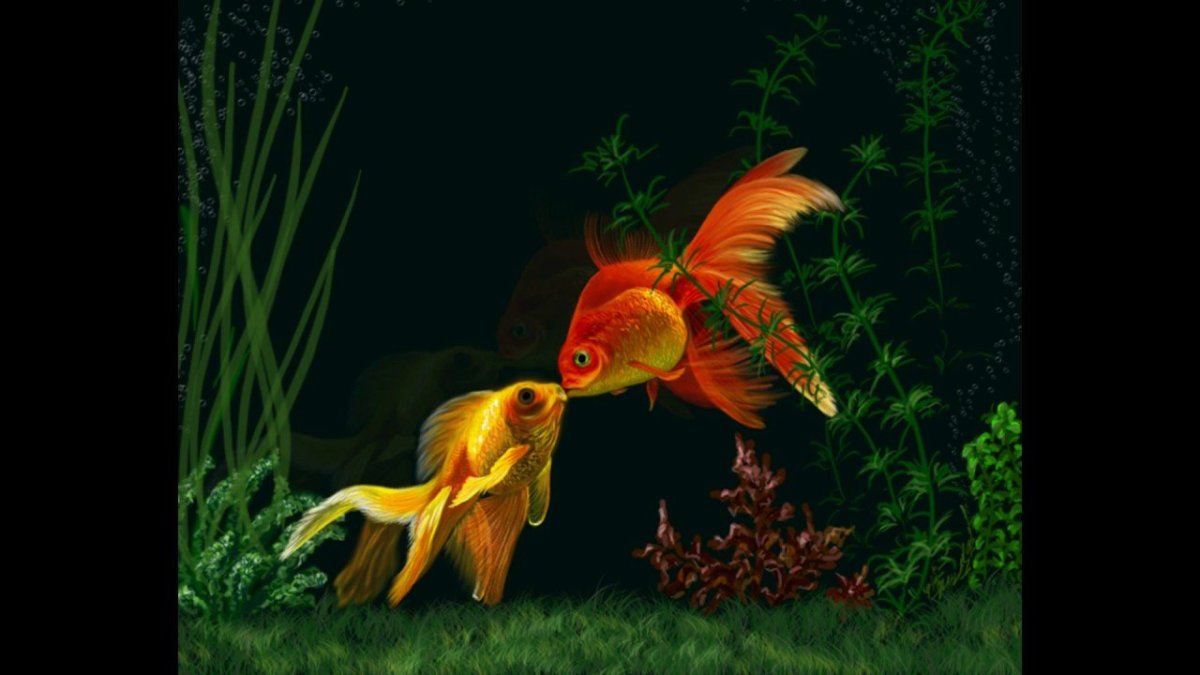 Золотистые рыбки большие