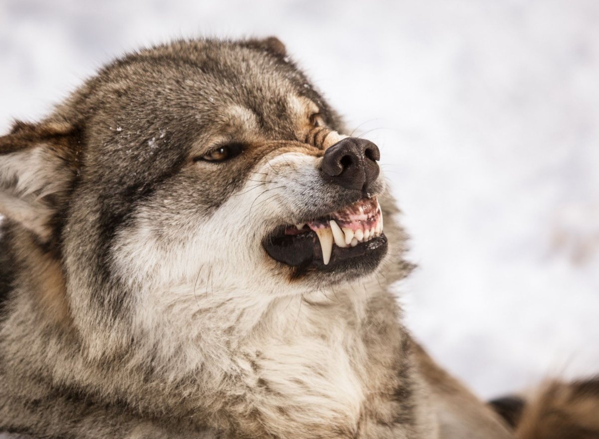 Волки смеются