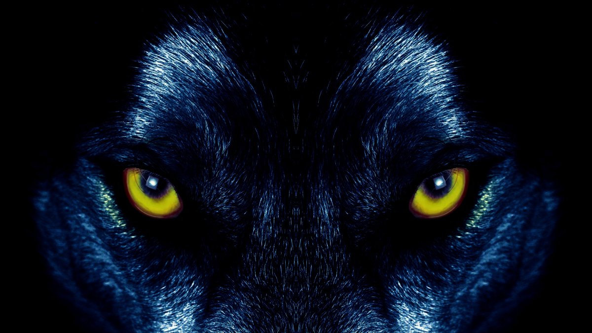 Взгляд волка