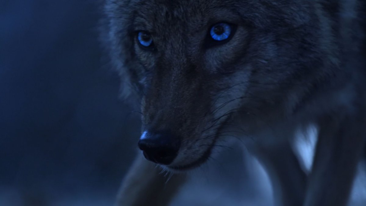 Малия Хейл волк