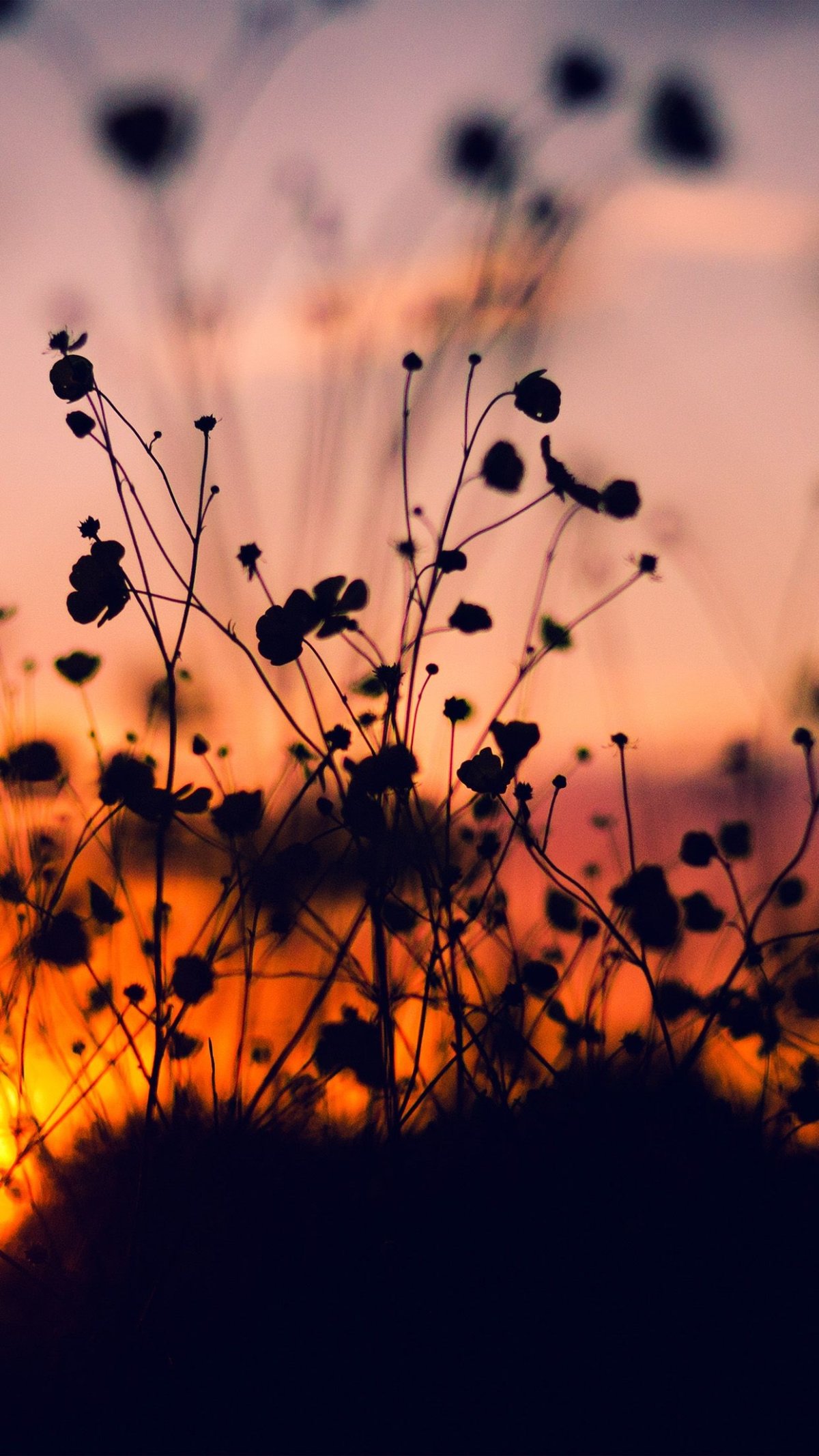 Природа в темных тонах