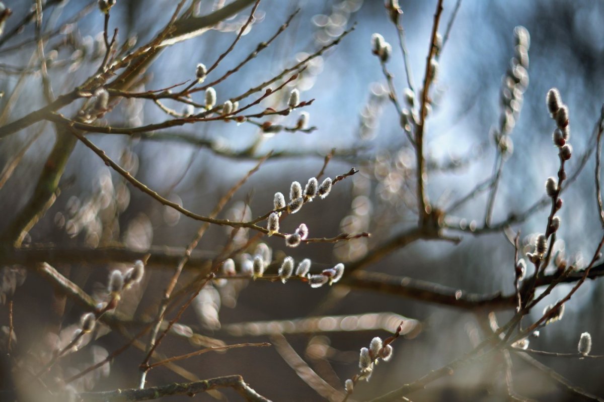 Ранняя Весна Эстетика