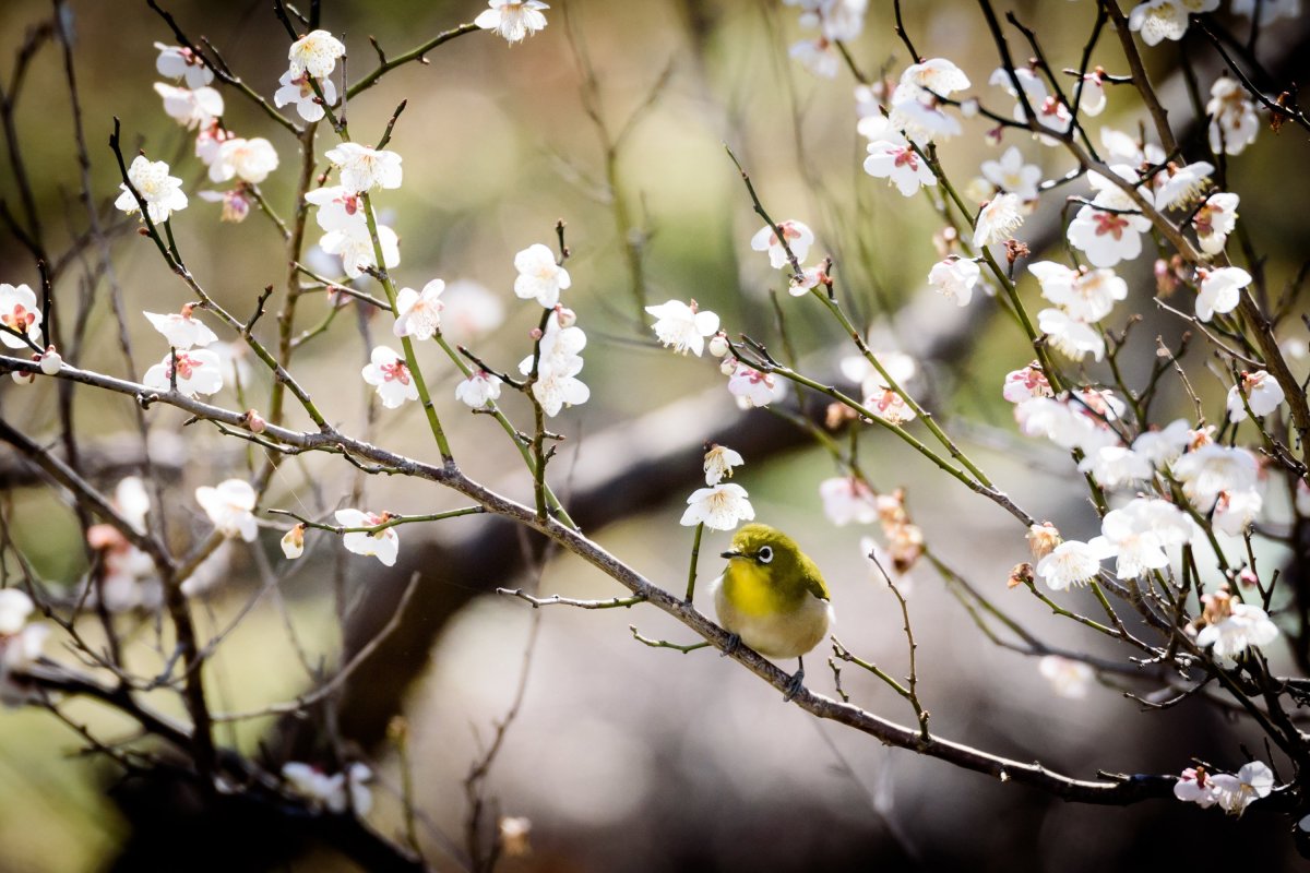 Весенние птицы
