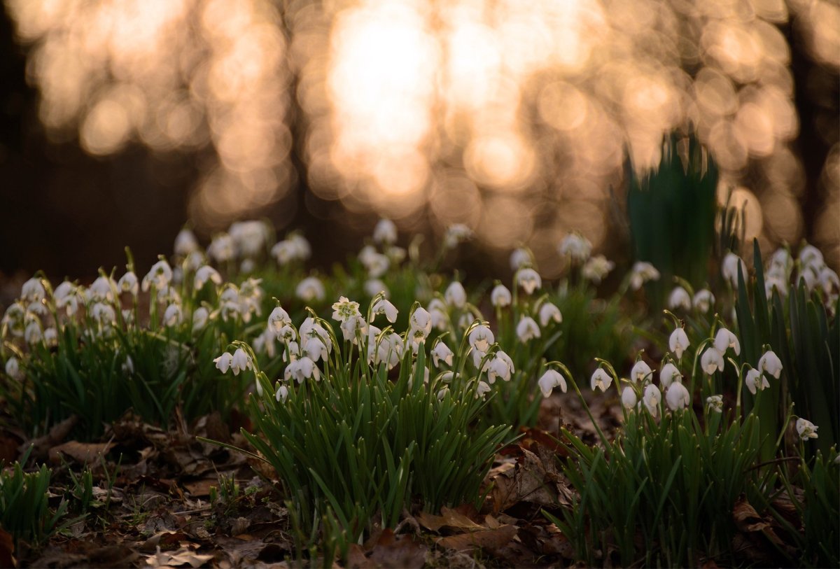 Пролеска Поляна