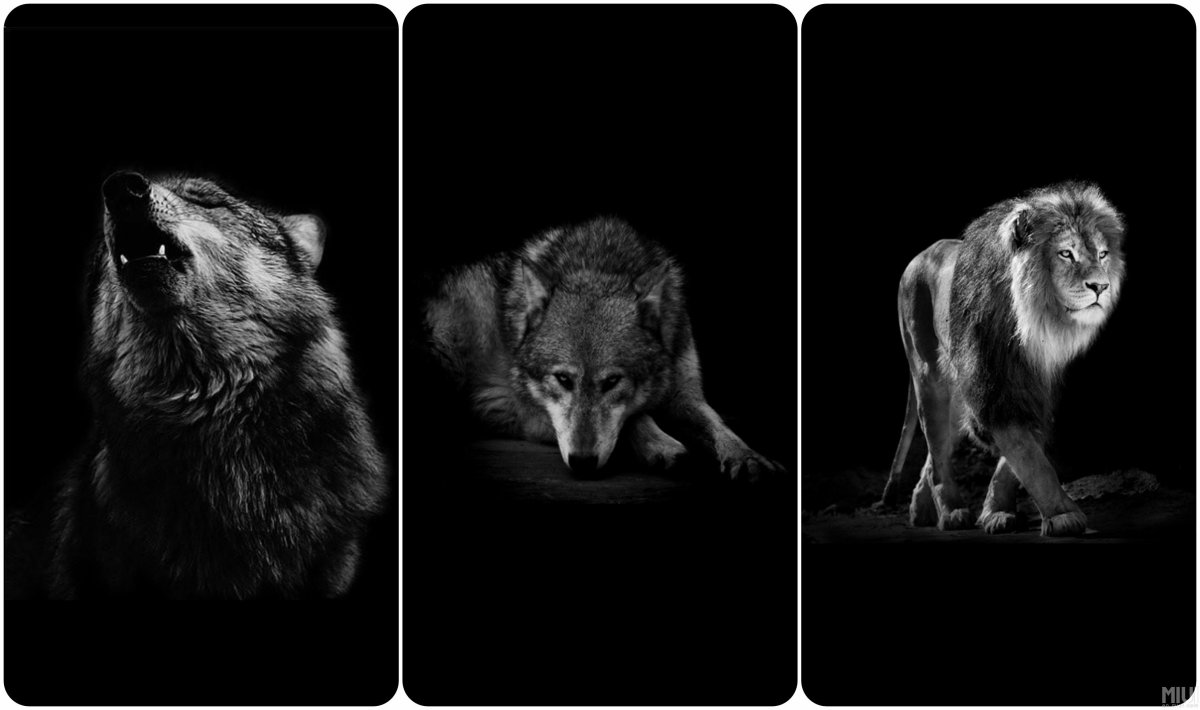 Медведь на черном фоне