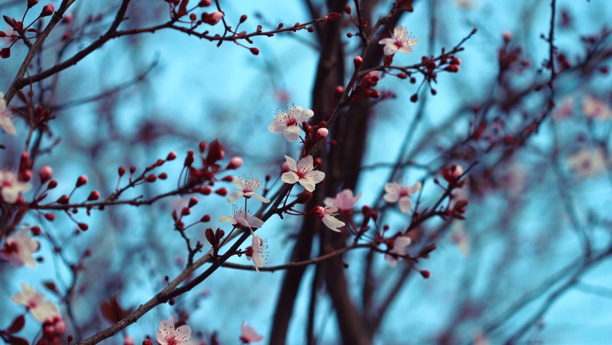 Цветы вишни