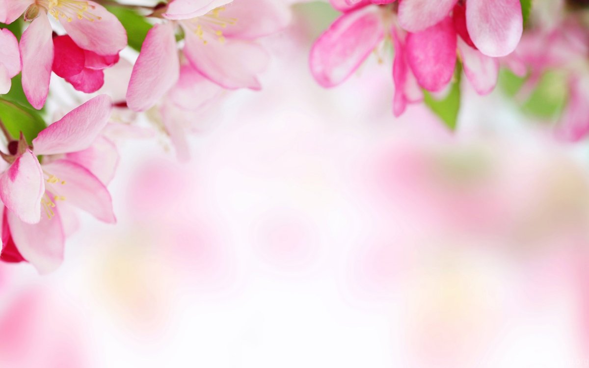 Фотообои в пастельных тонах