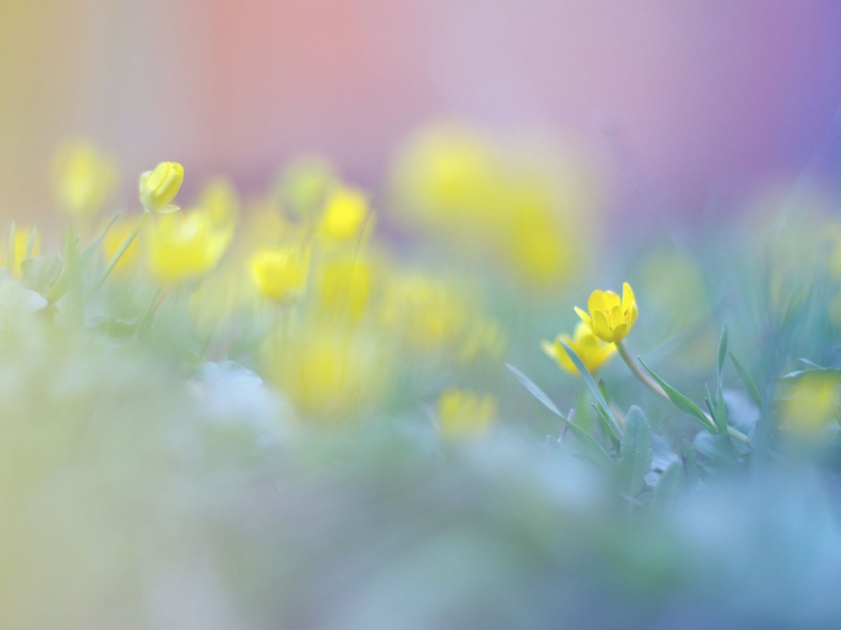 Нежно желтый фон с цветами