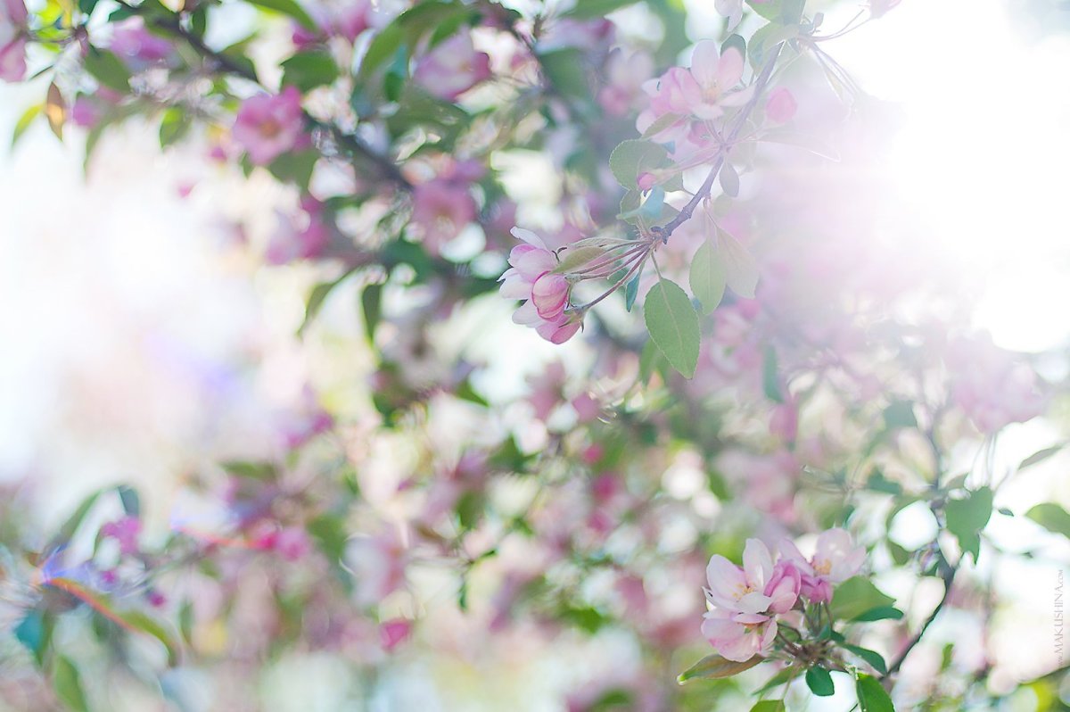 Весенний фон размытый