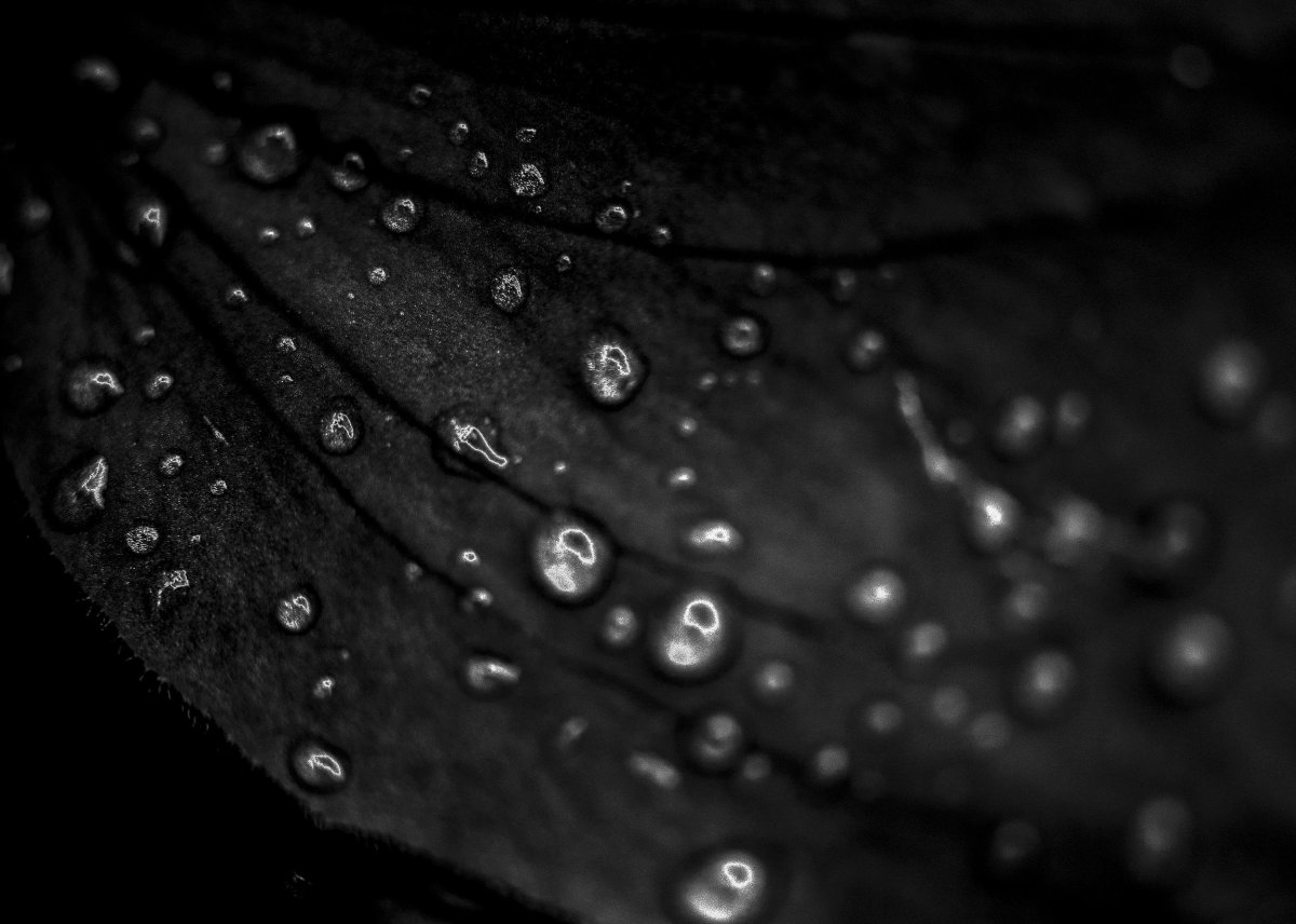 Капли на черной коже