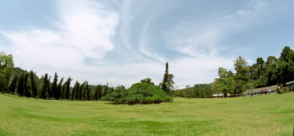 Панорама деревья