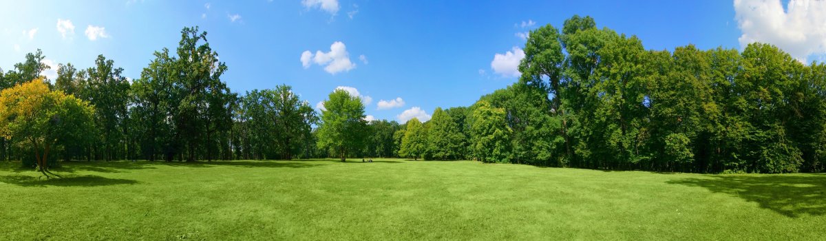 Панорама леса высокого разрешения